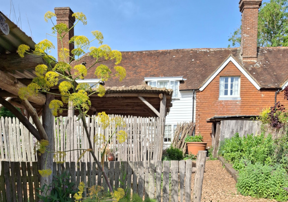 Wildpflanzen in Great Dixter