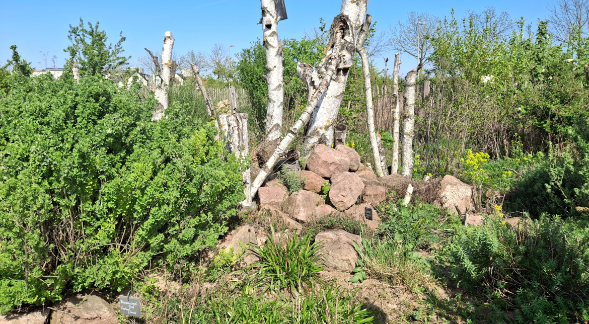 Eidechsenburg im Naturgarten in Mannheim